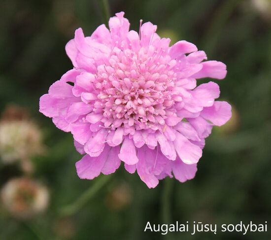 Žvaigždūnė (Scabiosa columbaria) 'Pink Mist'